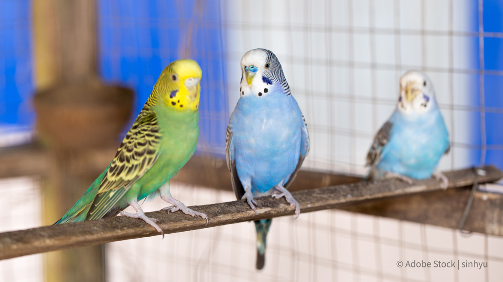 Parakeets in cage