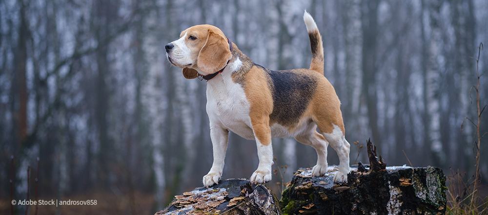 beagle standing on rock