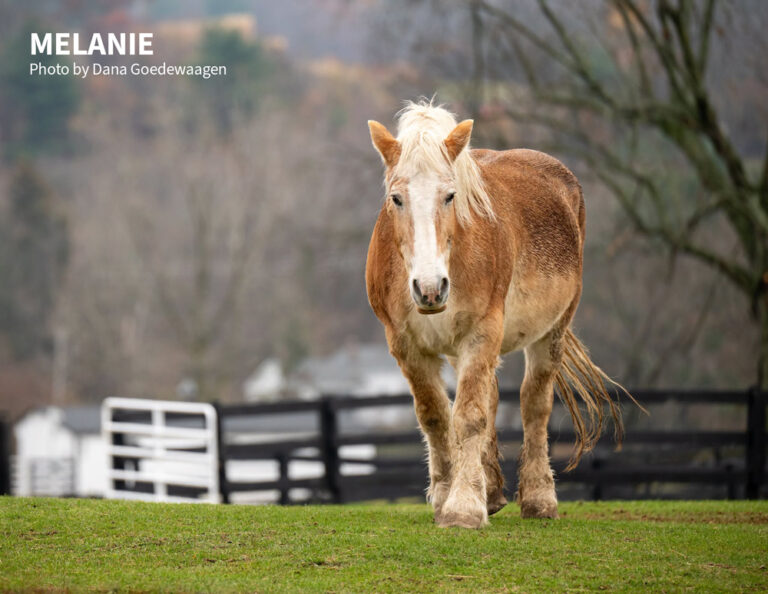 Melanie (horse) from Equine Advocates, Photo by Dana Goedewaagen