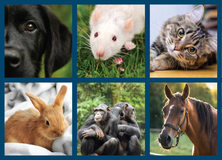 Animal collage