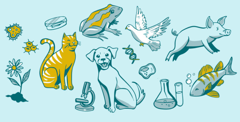 Animalearn animal collage