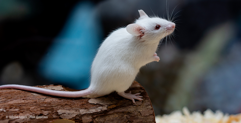 mouse