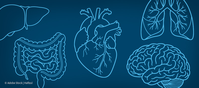 organ clip art
