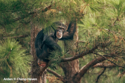 Arden © Chimp Haven