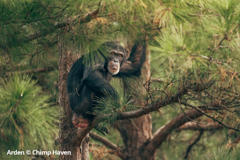 Arden © Chimp Haven