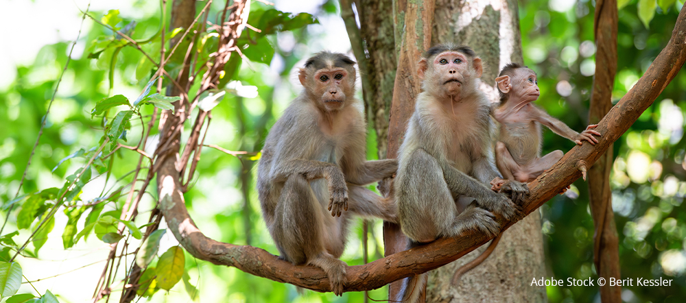 macaques in wild
